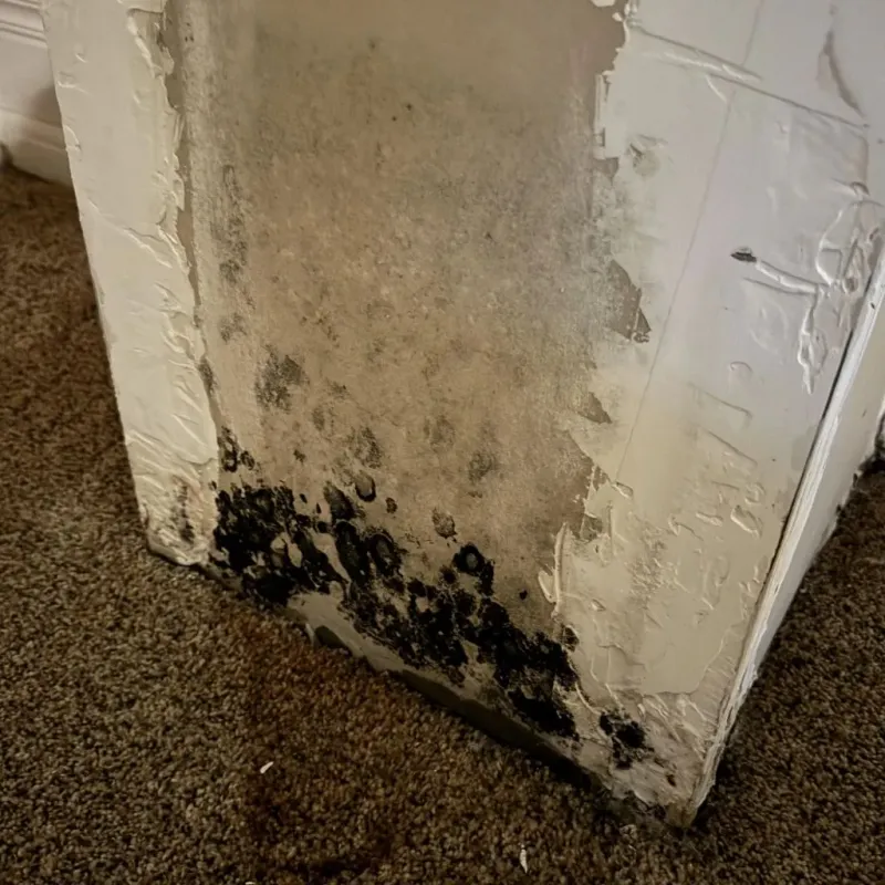 Professional Mold Removal in Roanoke, IN